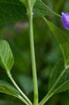 Limestone wild petunia